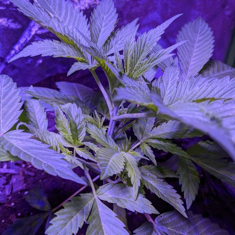 Calumet growlog timeline photo