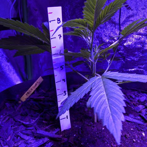 Milksox growlog timeline photo