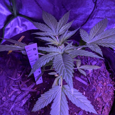 Milksox growlog timeline photo