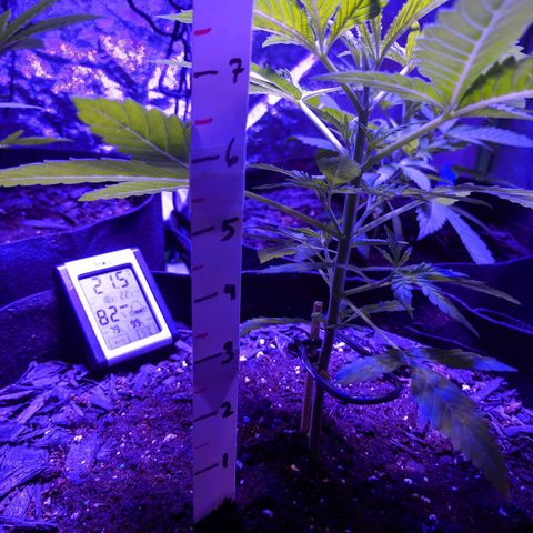 Gladys growlog timeline photo