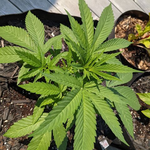 Lysiak growlog timeline photo