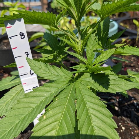 Lysiak growlog timeline photo