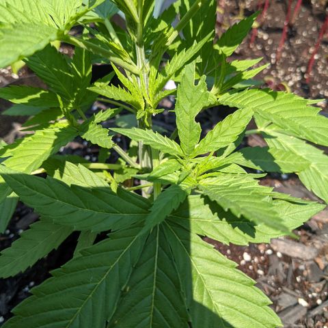 Lysiak growlog timeline photo