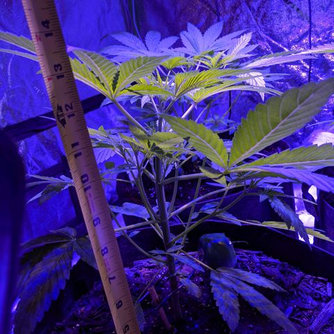 Gladys growlog timeline photo