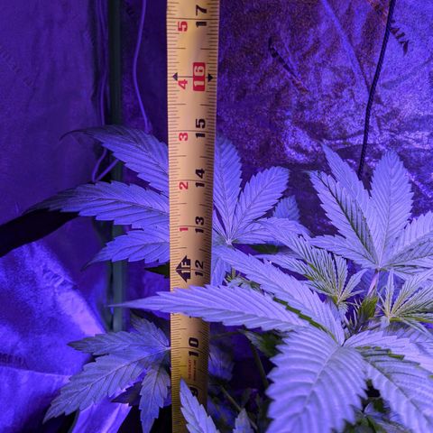 Milksox growlog timeline photo