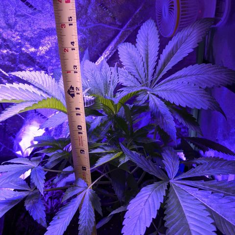 Calumet growlog timeline photo