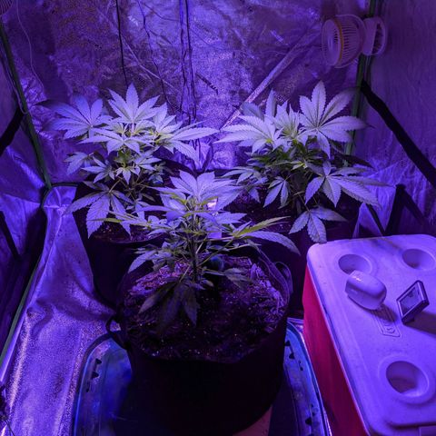 Gladys growlog timeline photo