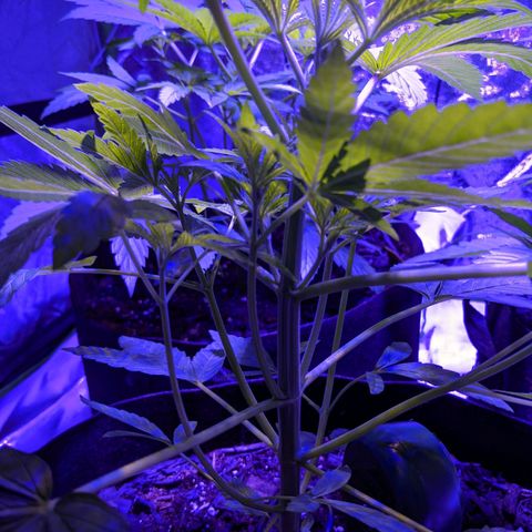Gladys growlog timeline photo
