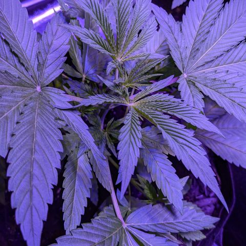 Gladys growlog timeline photo