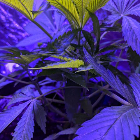 Calumet growlog timeline photo
