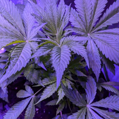 Calumet growlog timeline photo