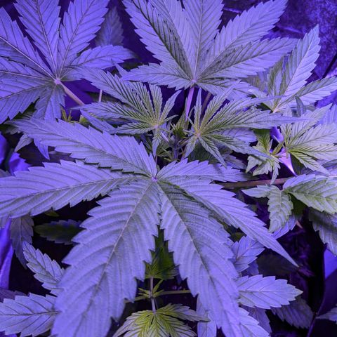 Milksox growlog timeline photo