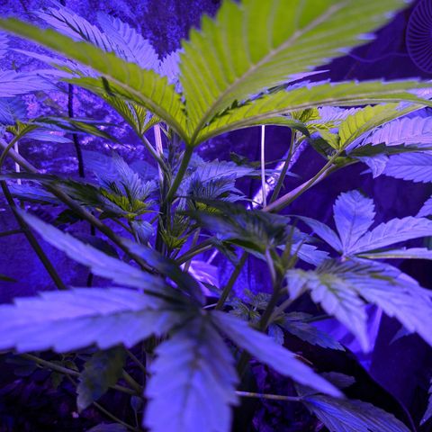 Milksox growlog timeline photo