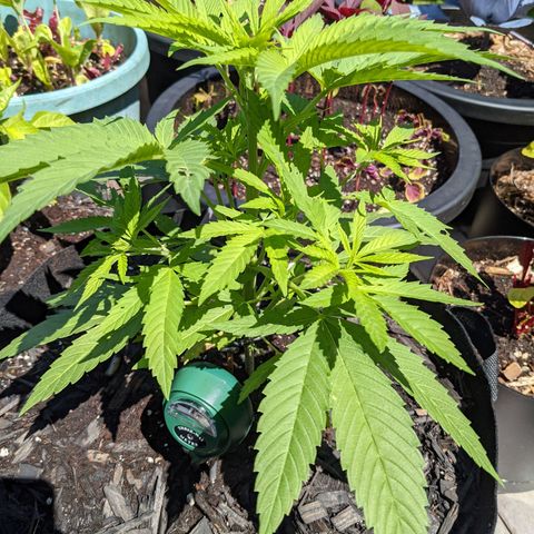 Lysiak growlog timeline photo