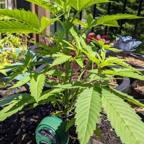 Lysiak growlog timeline photo