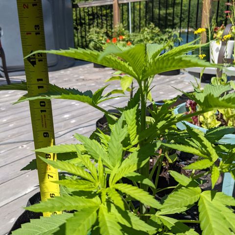 Lysiak growlog timeline photo