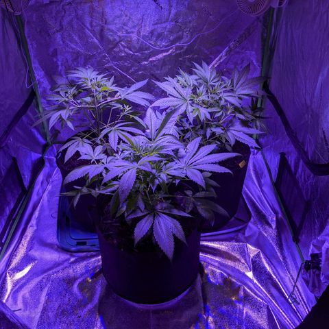 Gladys growlog timeline photo