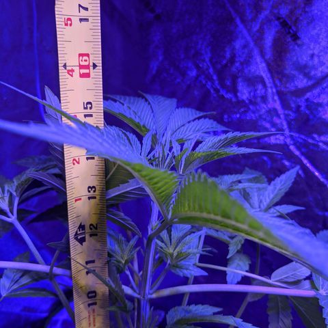 Gladys growlog timeline photo
