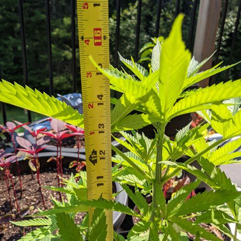Lysiak growlog timeline photo