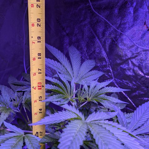 Gladys growlog timeline photo