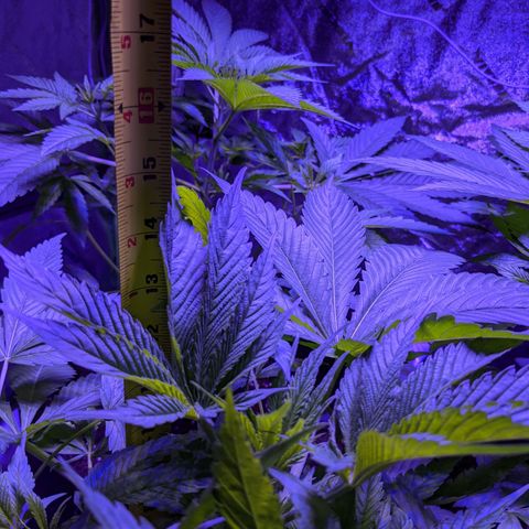 Calumet growlog timeline photo
