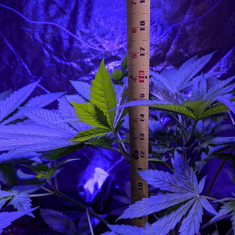 Milksox growlog timeline photo