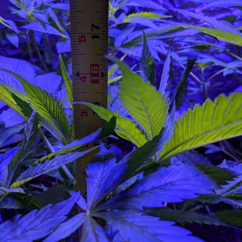 Calumet growlog timeline photo