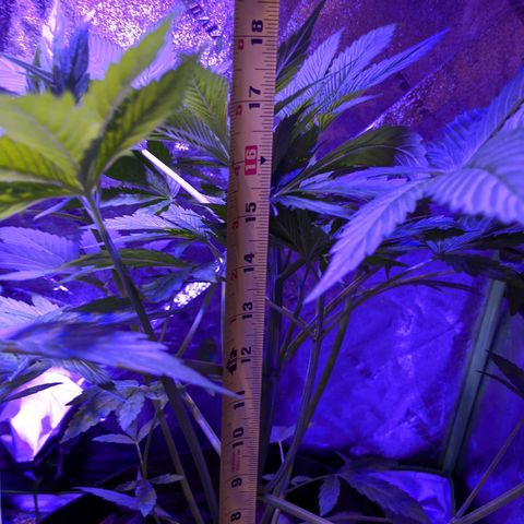 Milksox growlog timeline photo