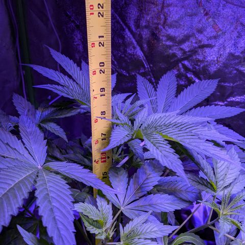 Gladys growlog timeline photo