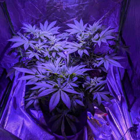 Gladys growlog timeline photo