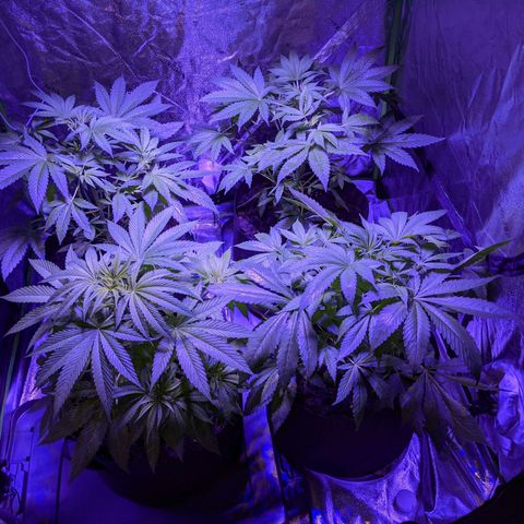 Gladys growlog timeline photo