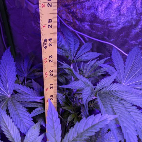 Gladys growlog timeline photo