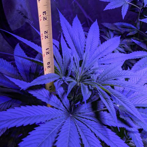 Lysiak growlog timeline photo