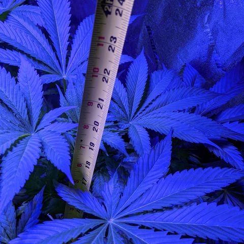 Calumet growlog timeline photo