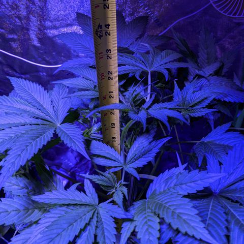 Milksox growlog timeline photo