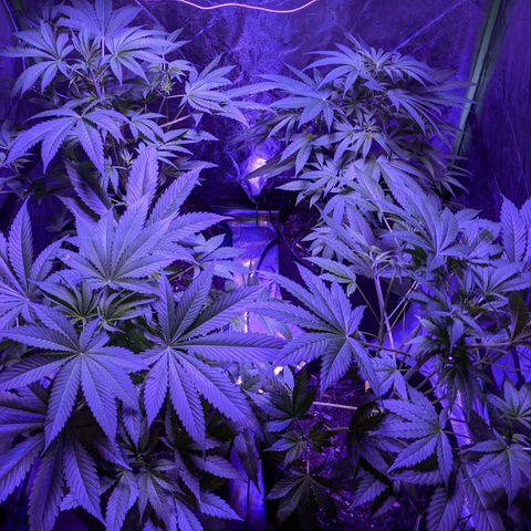 Gladys growlog photo: Post trimming