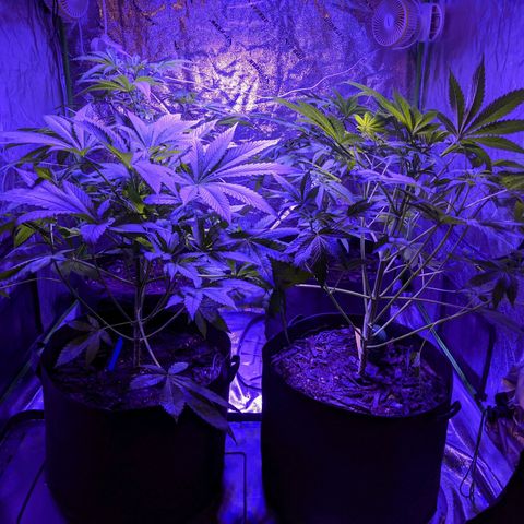 Gladys growlog photo: Post trimming