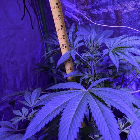 Gladys growlog timeline photo