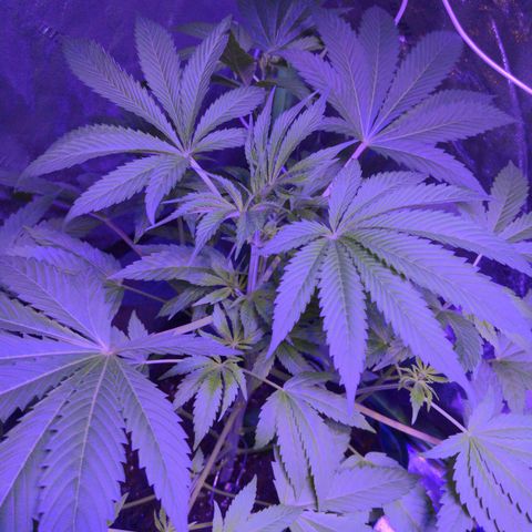 Gladys growlog timeline photo