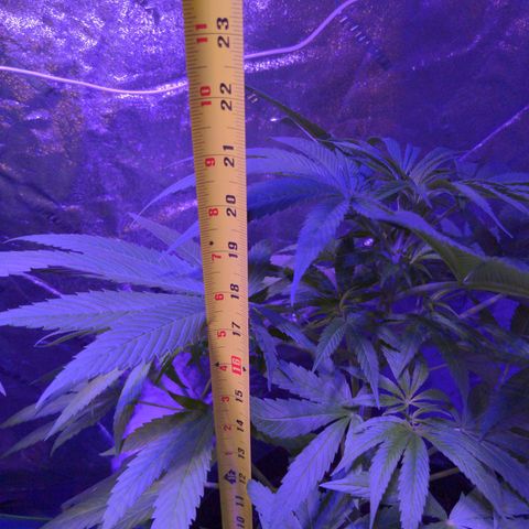 Lysiak growlog timeline photo