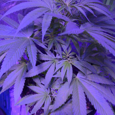 Lysiak growlog timeline photo