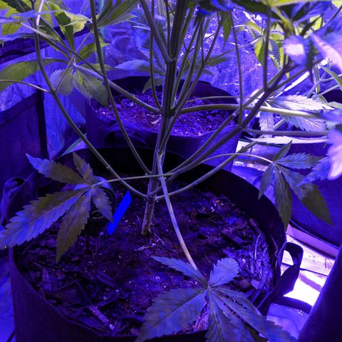 Calumet growlog timeline photo