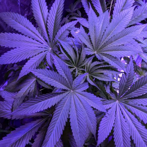 Calumet growlog timeline photo