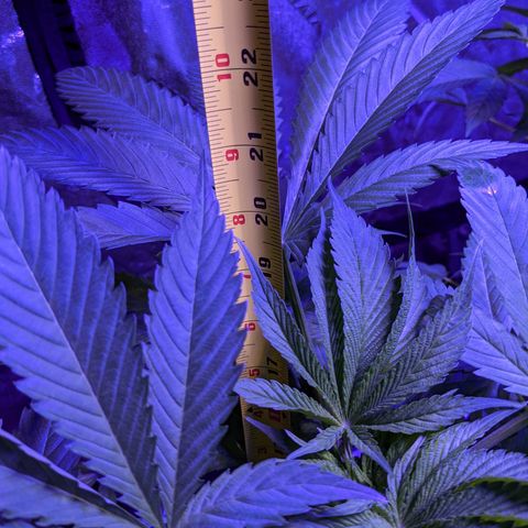 Calumet growlog timeline photo