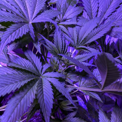 Milksox growlog timeline photo