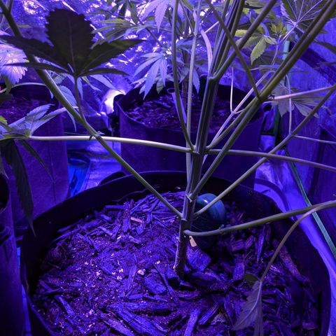 Milksox growlog timeline photo