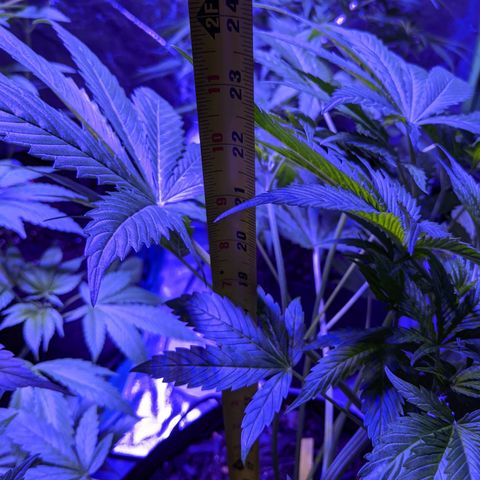 Milksox growlog timeline photo