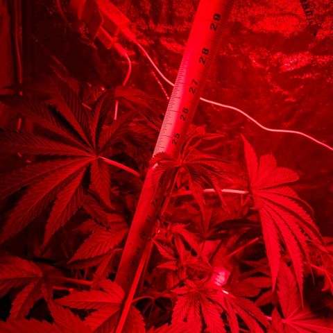Gladys growlog timeline photo
