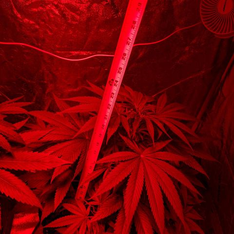 Lysiak growlog timeline photo