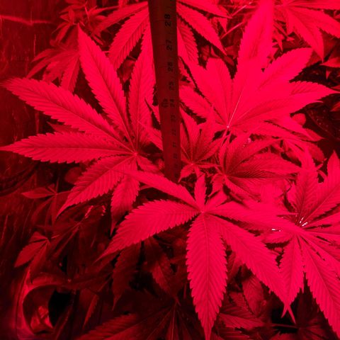 Calumet growlog timeline photo